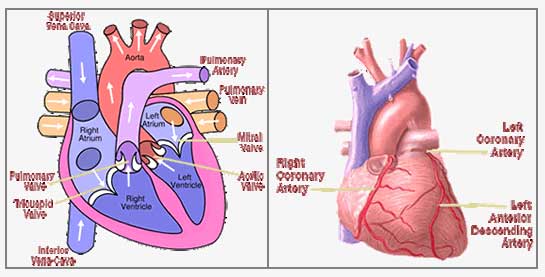 heart chart