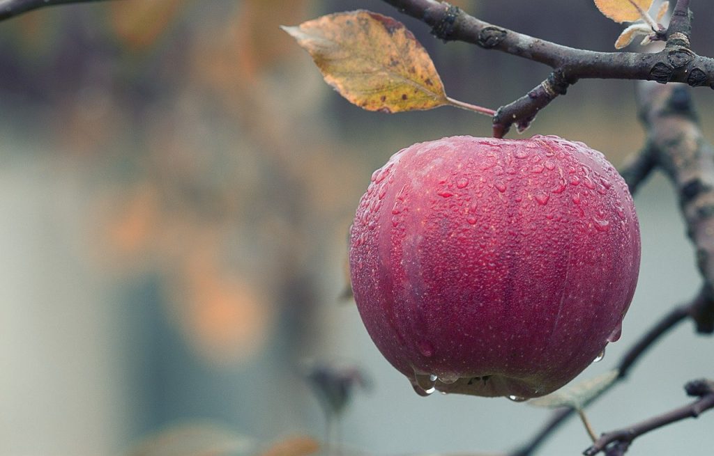 Apple coated with raindrops as focal point for mindfulness