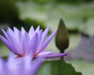 Lotus flower signifying mindfulness