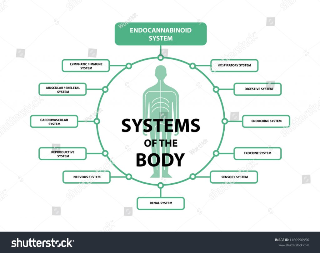 graphic of systems of the body that need integrative health services